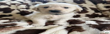 Golden Retriever Puppy 2