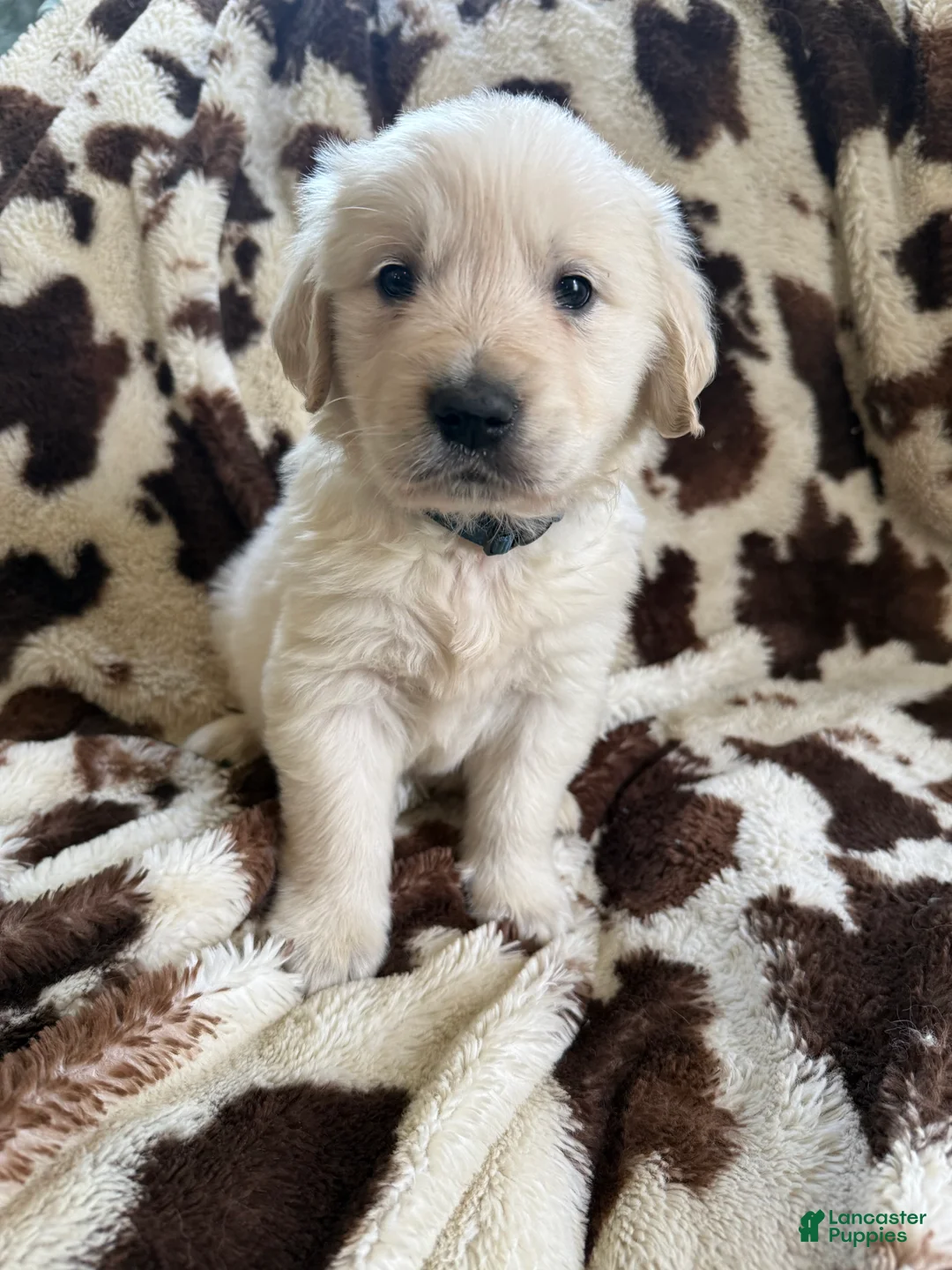 Golden Retriever dogs for sale: Golden Retriever Puppy 2 - Ad 1