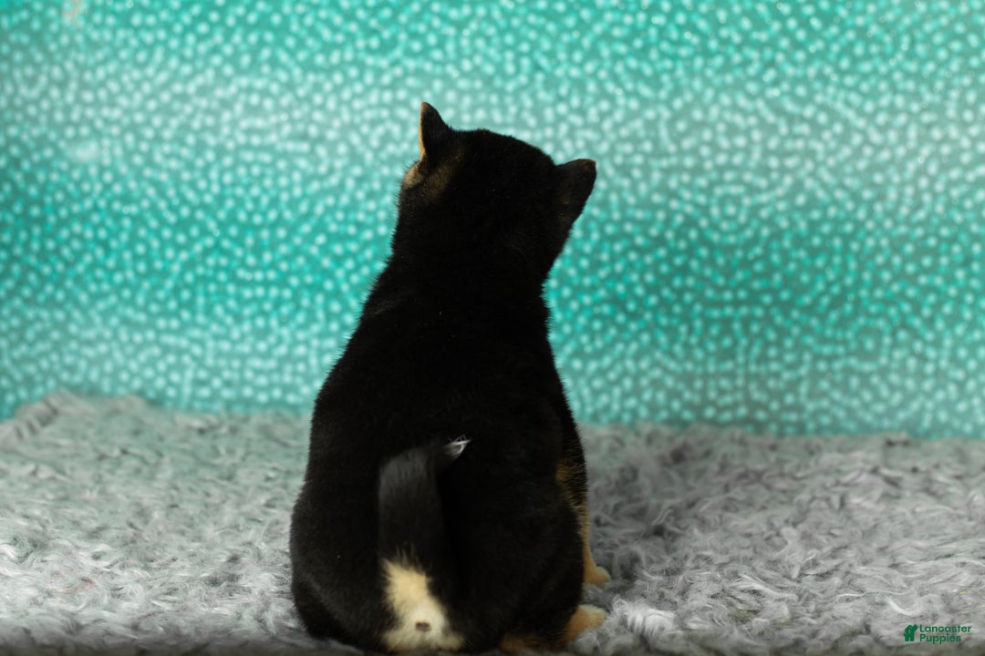 Shiba Inu dogs for sale: Alex - Ad 5