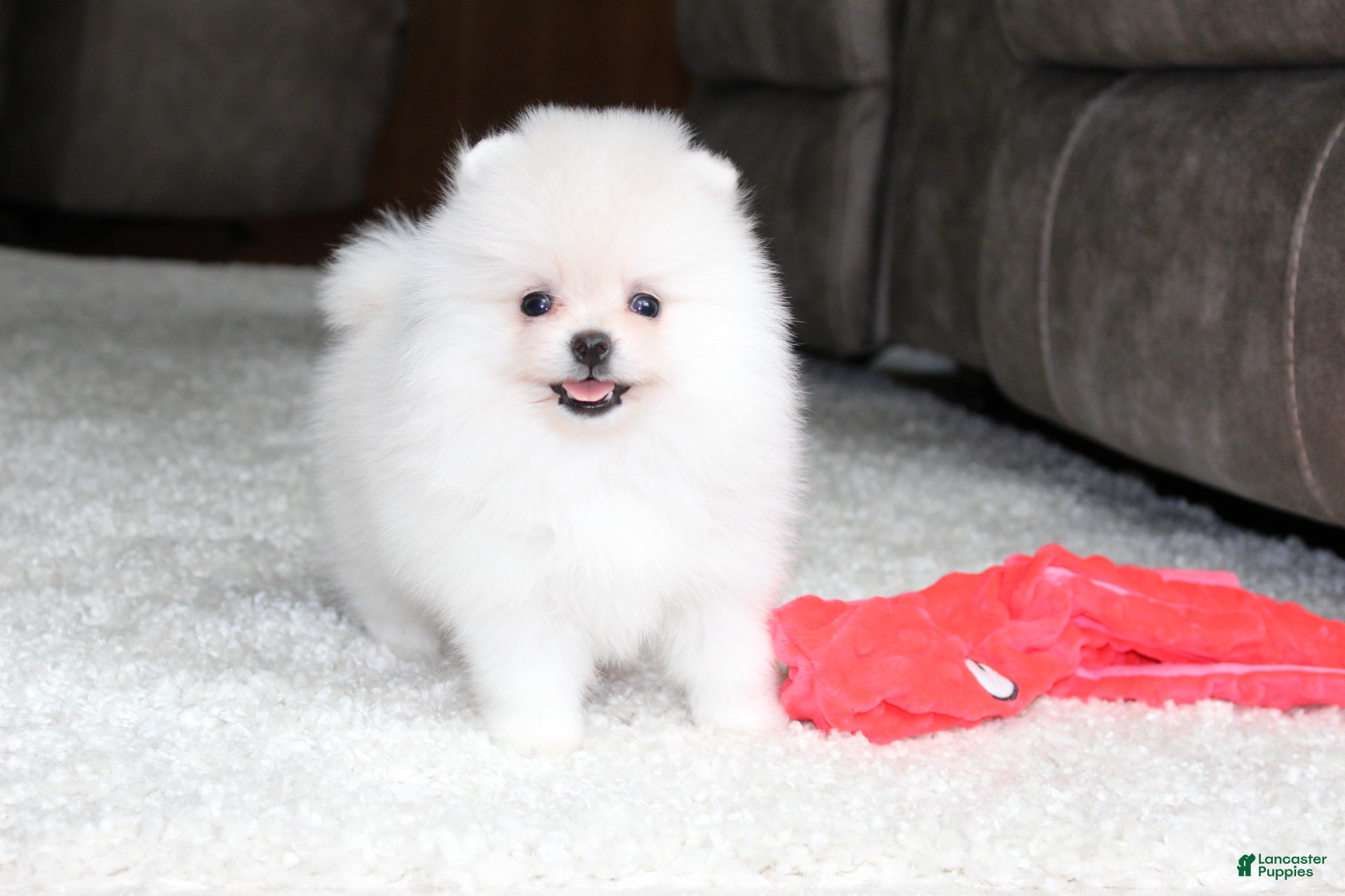 Pomeranian dogs Elliot - Ad 1