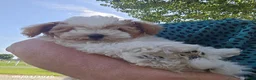 Miniature Poodle dogs for sale: Jack - Ad 5