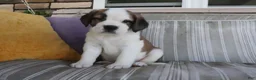 Saint Bernard dogs for sale: Mary - Ad 4