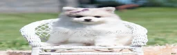 Pomeranian dogs for sale: Angel cake - Ad 2