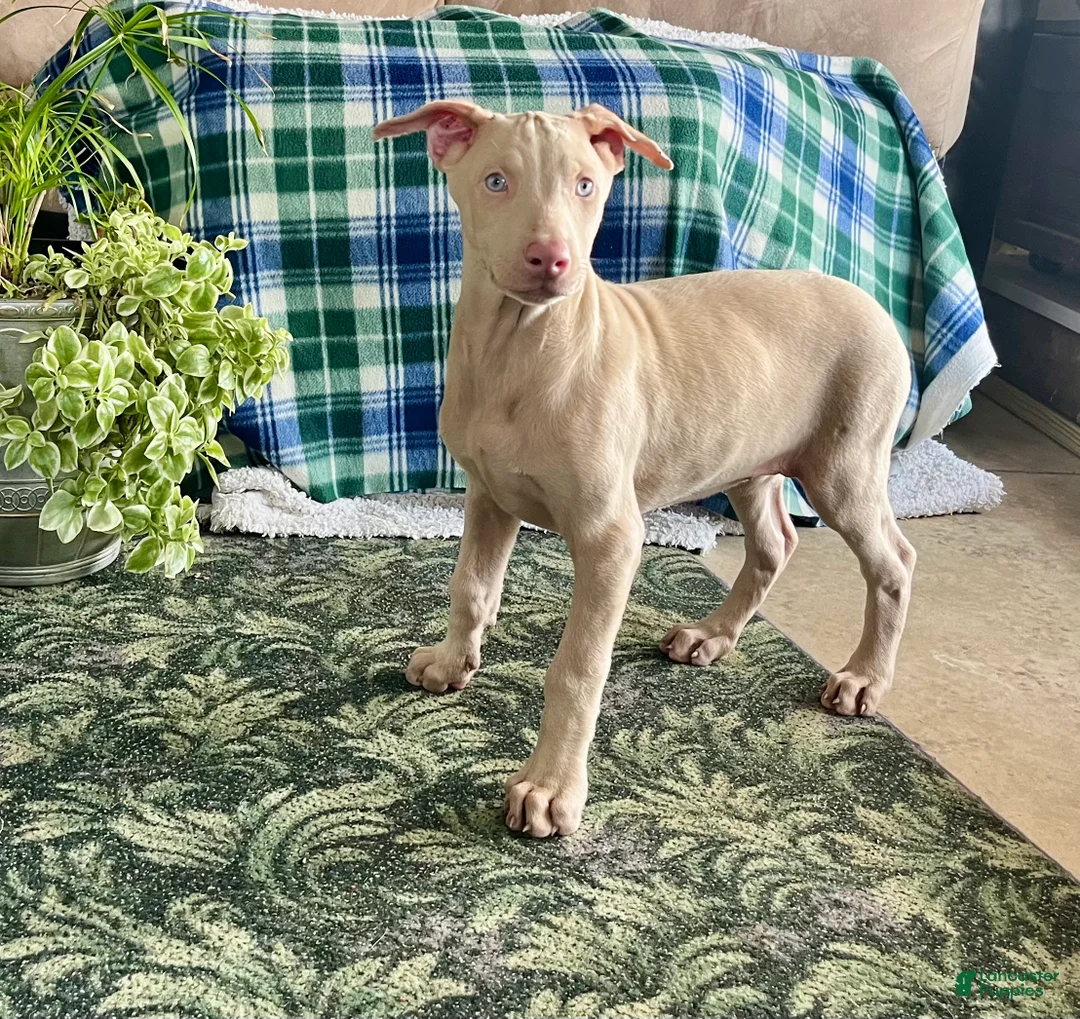 Doberman Pinscher dogs for sale: Tristen❤️🐾AKC Registered❤️🐾Call 717-548-2200 - Ad 2