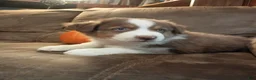 Australian Shepherd dogs for sale: Teddy - Ad 3