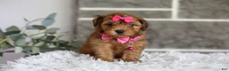Yorkiepoo dogs for sale: Jewel  - Ad 14