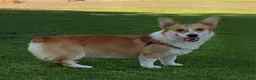Welsh Corgi Pembroke dogs for sale: Titus AKC Male - Ad 10