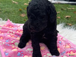 Sheepadoodle dogs - Ad 18