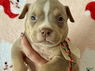 American Bully dogs Leo - Ad 40