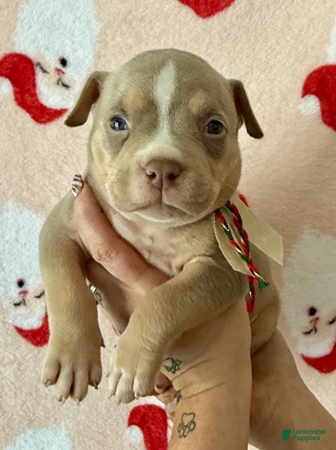 American Bully dogs for sale: Cali - Ad 13
