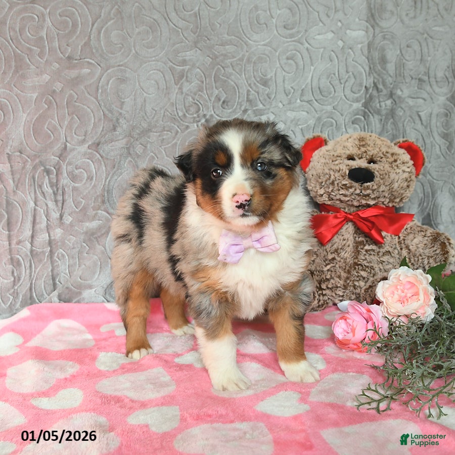 Australian Shepherd dogs Kimber - Ad 41