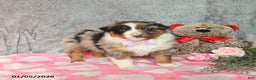 Australian Shepherd dogs for sale: Kimber - Ad 1