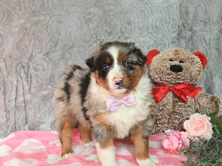 Australian Shepherd dogs Kimber - Ad 41