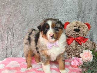 Australian Shepherd dogs Kimber - Ad 33