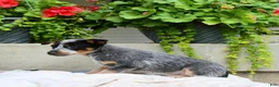 Australian Cattle Dog dogs for sale: Candy - Ad 3