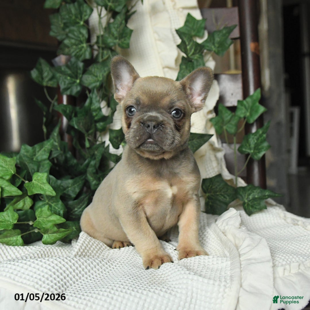 French Bulldog dogs for sale: Minnie - Ad 2