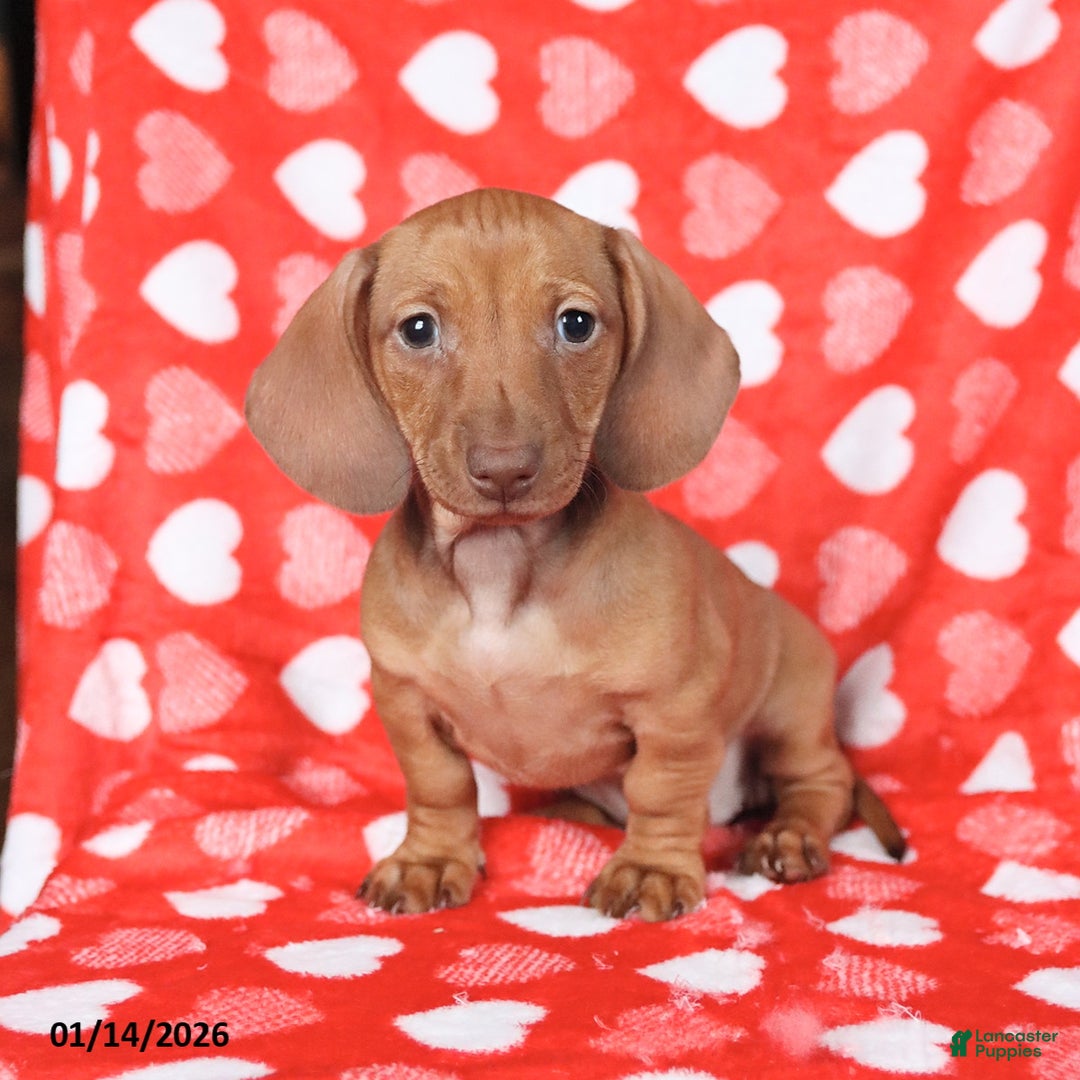 Miniature Dachshund dogs for sale: Jill - Ad 1