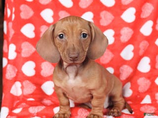 Miniature Dachshund dogs Jill - Ad 42