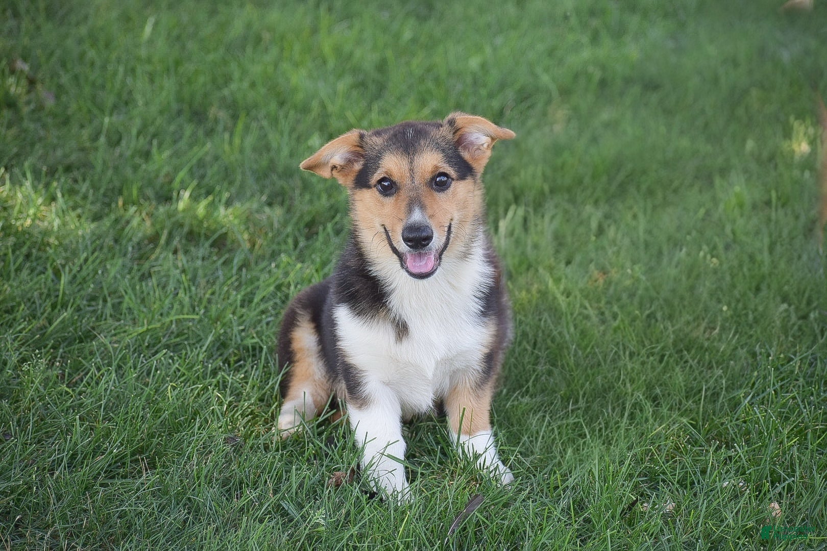 Welsh Corgi Pembroke dogs Roman - Ad 16