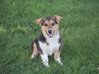 Welsh Corgi Pembroke dogs Roman - Ad 41