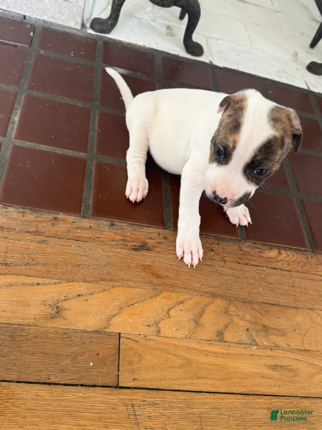 American Pit Bull Terrier dogs for sale: American Pit Bull Terrier Puppy 4 ( Lucky )  - Ad 1