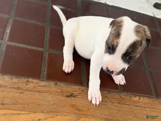 American Pit Bull Terrier dogs American Pit Bull Terrier Puppy 4 ( Lucky ) - Ad 34