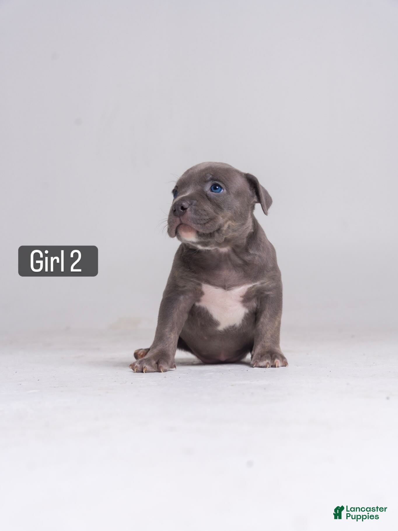 American Bully dogs 🌸🐾 - Ad 37