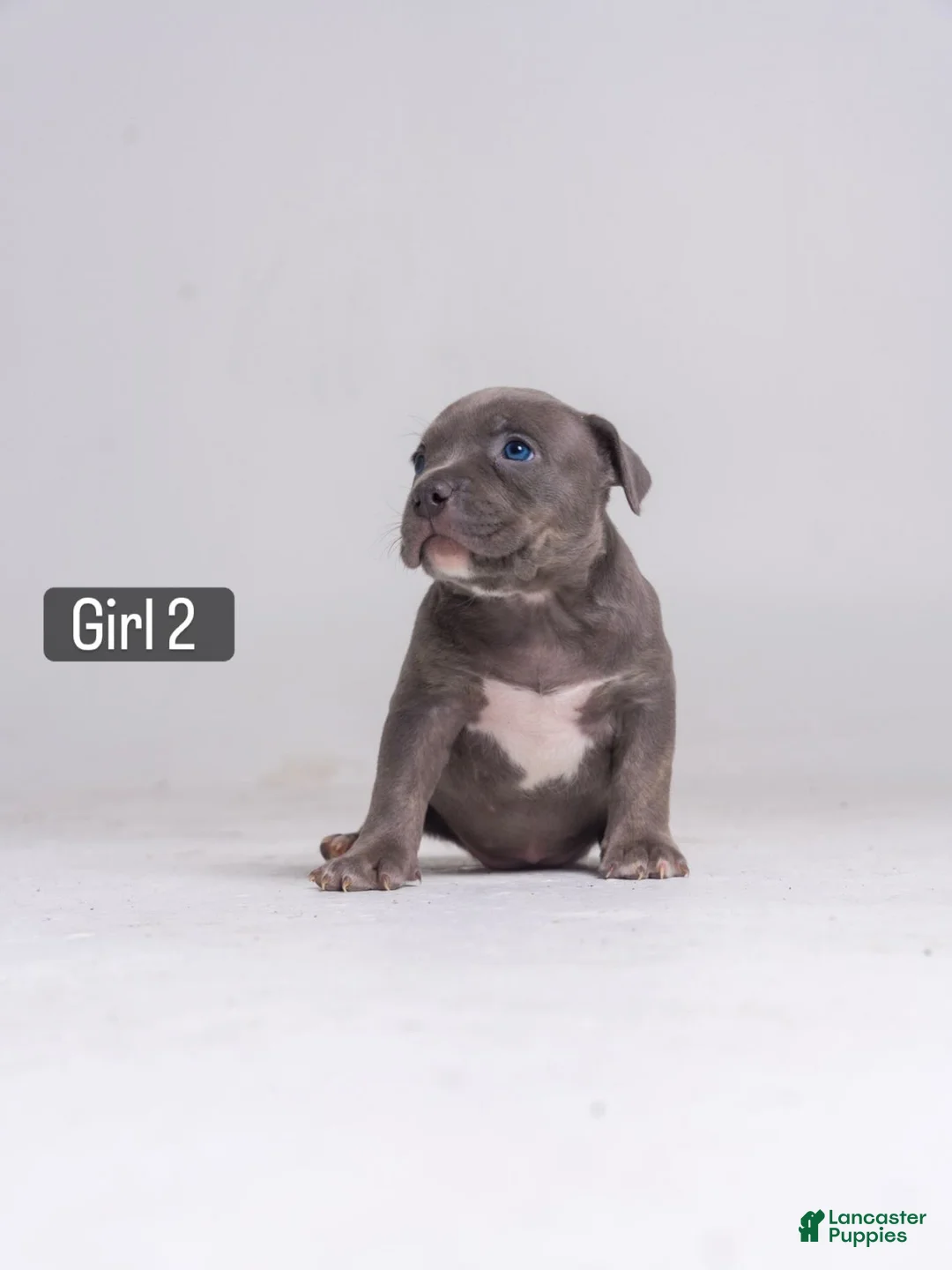 American Bully dogs for sale: 🌸🐾 - Ad 1