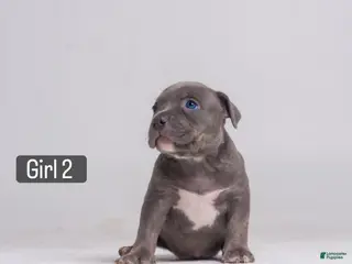 American Bully dogs 🌸🐾 - Ad 33