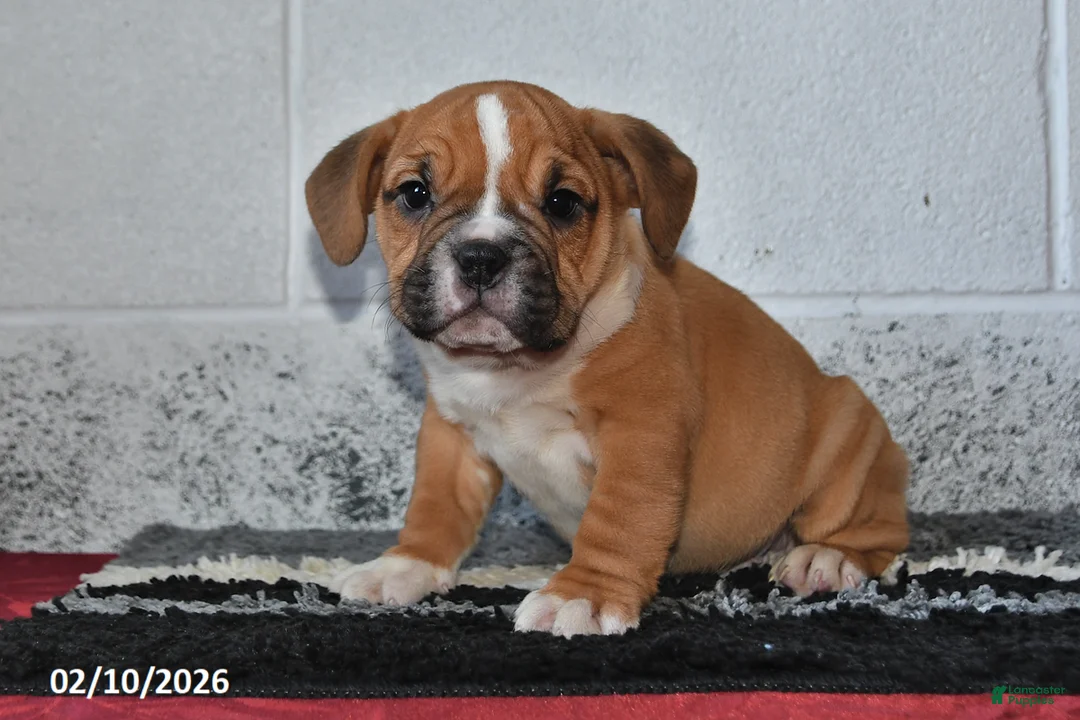 Beabull dogs for sale: Tanner - Ad 3