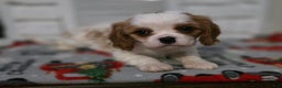Cavalier King Charles Spaniel dogs for sale: Cavalier King Charles Spaniel Puppy 3 - Ad 4