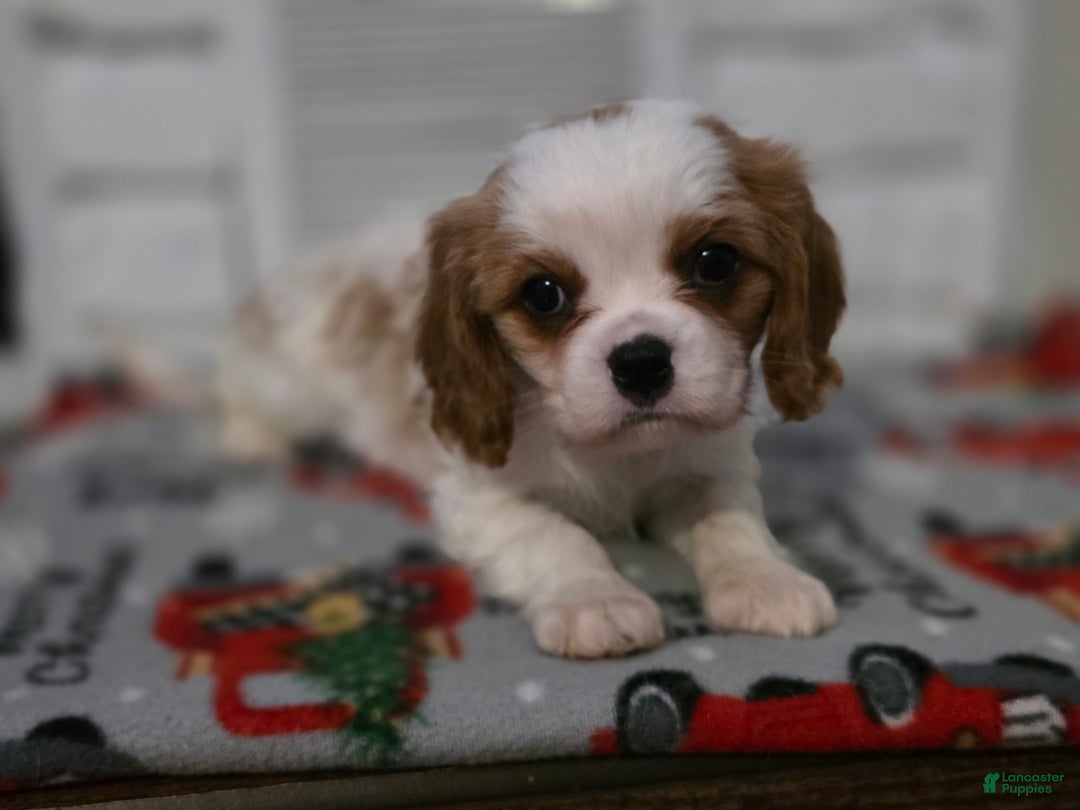 Cavalier King Charles Spaniel dogs for sale: Cavalier King Charles Spaniel Puppy 3 - Ad 4