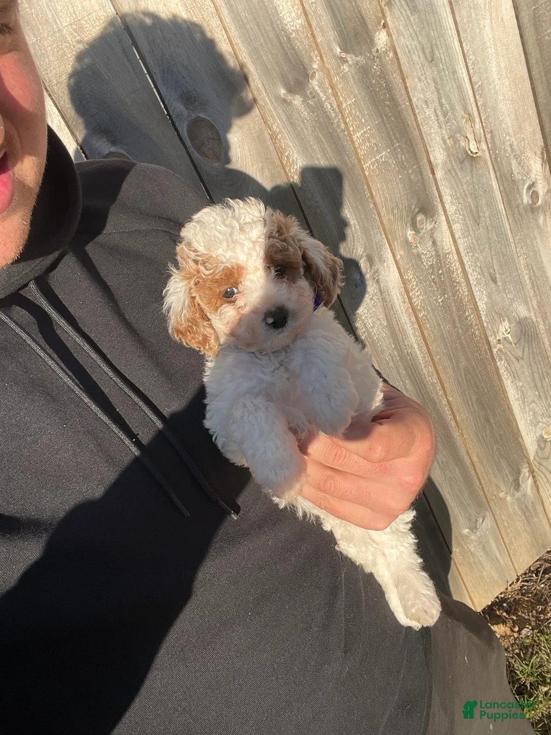 Mini Goldendoodle dogs for sale: Brittney (Mini Goldendoodle) - Ad 7