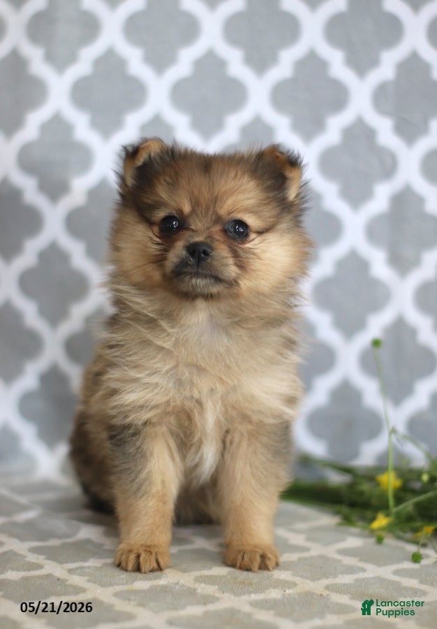 Pomeranian dogs Cinderella - Ad 2