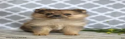 Pomeranian dogs for sale: Cinderella - Ad 2