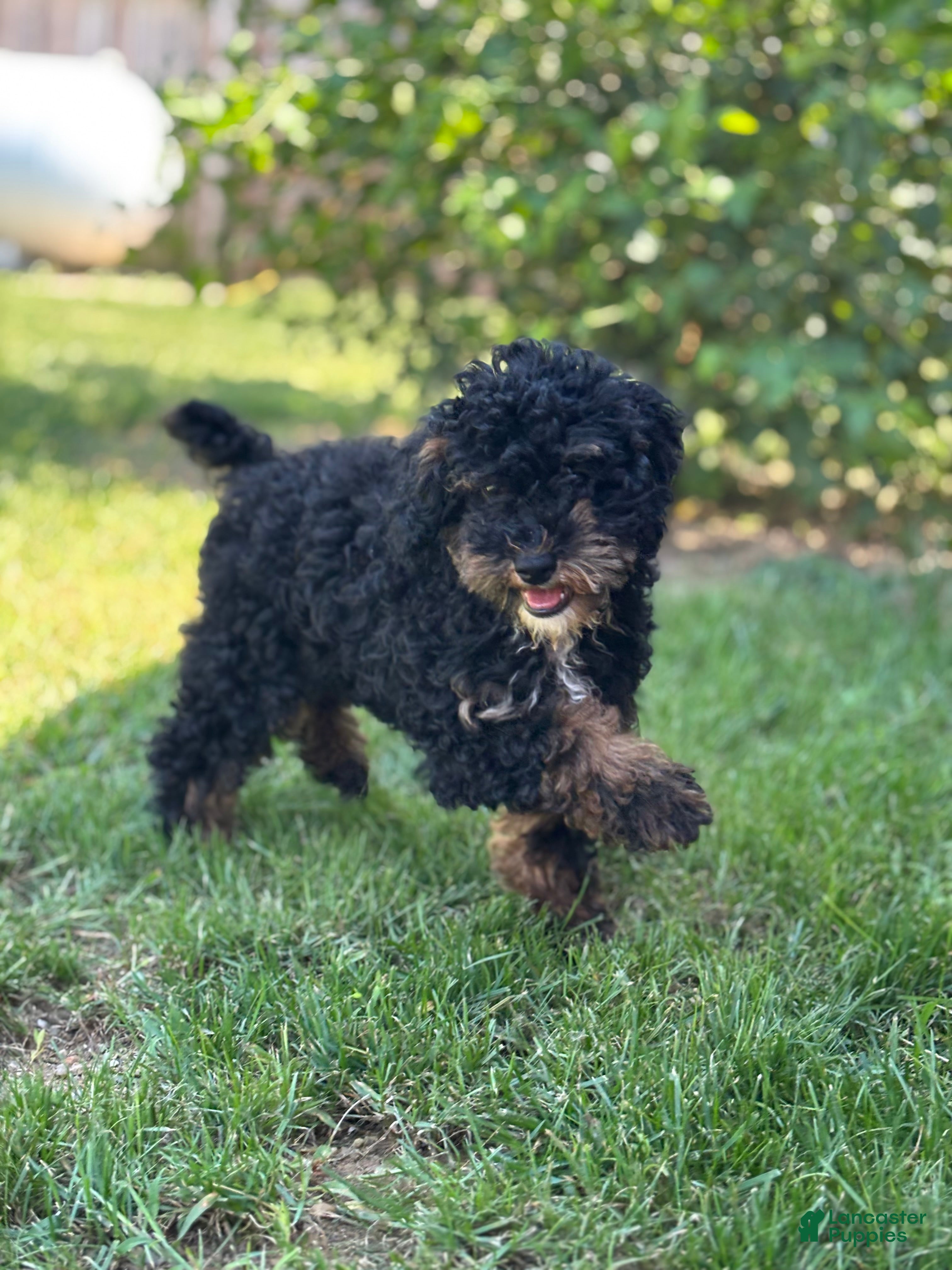 Miniature Poodle dogs Etta Financing Available - Ad 2