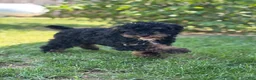 Miniature Poodle dogs for sale: Etta - Ad 2