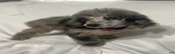 Standard Poodle dogs for sale: Standard Poodle Puppy 8 - Ad 3