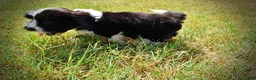 Havapoo dogs for sale: Kibbles - Ad 19