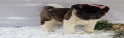 Akita dogs for sale: Rosa - Ad 38
