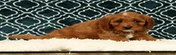 Cavapoo dogs for sale: Benny - Ad 8