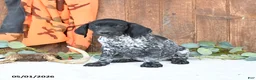 German Shorthaired Pointer dogs for sale: Melody - Ad 2