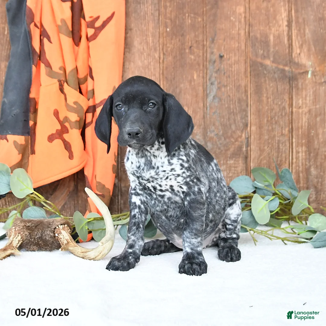 German Shorthaired Pointer dogs for sale: Melody - Ad 2