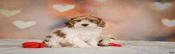 Yorkiepoo dogs for sale: Bella - Ad 10