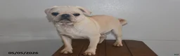 Pug dogs for sale: Sweetheart - Ad 5