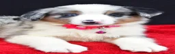 Miniature Australian Shepherd dogs for sale: Ozzy  - Ad 6