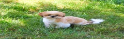 Shih Tzu dogs for sale: Flash  - Ad 3