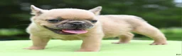 Mixed Breed dogs for sale: Peanut micro puppy  - Ad 6