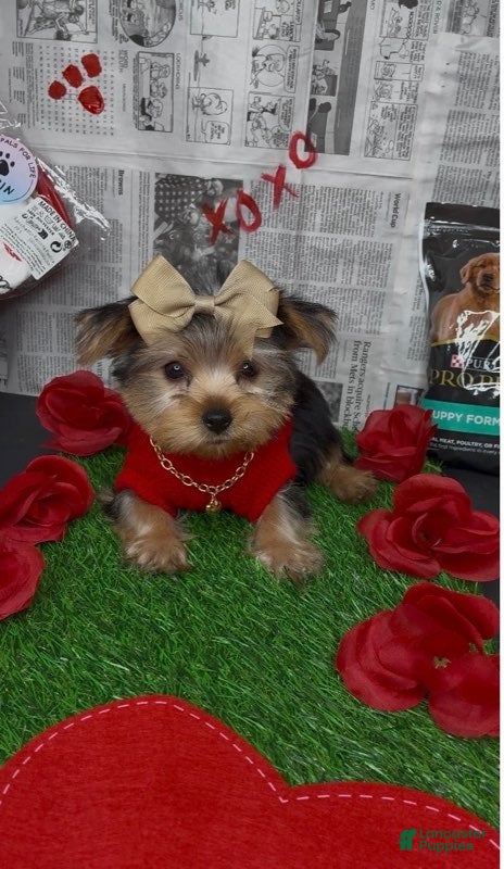 Yorkshire Terrier dogs Dream - Ad 28