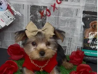 Yorkshire Terrier dogs Dream - Ad 28